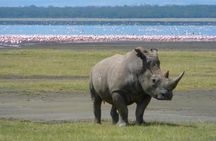 Day trip to lake Nakuru national park