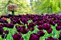 Private Tour to Windmills Zaanse Schans +Keukenhof - 7 Hours 