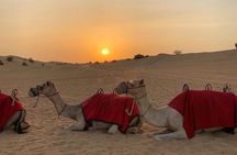 Arabian Night Safari with Camel Ride, Sandboard, BBQ & Live Shows