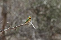 Full Day Kruger National Park 