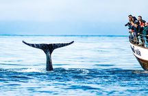 Traditional Oak Ship Whale Watching Tour From Husavik