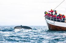 Traditional Oak Ship Whale Watching Tour From Husavik