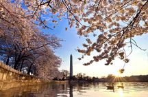 The DC Cherry Blossom Bus Tour with Tidal Basin Guided Walk