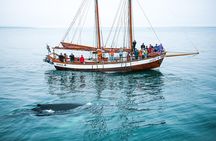 Whale Watching on a Traditional Oak Sailing Ship from Husavik