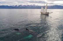 Whale Watching on a Traditional Oak Sailing Ship from Husavik