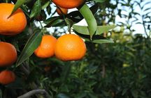 Xarrë: Mandarin Farming Tour with Traditional Cooking Lunch