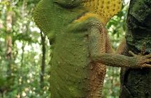 Sinharaja RainForest Private Full Day Tour