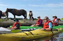 Guided Kayak Tour to see ponies, birds, dolphins and more