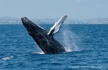 Whale Watching Excursion in Dana Point