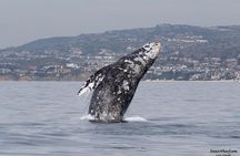 Whale Watching Excursion in Dana Point