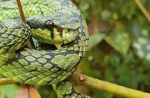 Sinharaja RainForest Private Full Day Tour