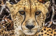 Nairobi national park half day tour