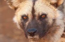 Nairobi national park half day tour