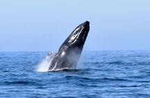 Private Bay Tour (Whales/Marine Life Encounters, Visit Yelepa Waterfall & Beach)