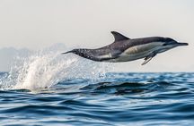 Half Day Dolphin & Wildlife Cruise - Tauranga