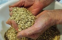 The Wisdom of Healthy Eating : Homemade Miso Making in Kyoto