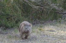 Shore Excursion-Healesville-Sanctuary-Private-Group- Max 7 PAX -Yarra Valley 