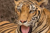 5 Day Delhi Agra Jaipur with Ranthambore-Taj Mahal Sunrise/Sunset
