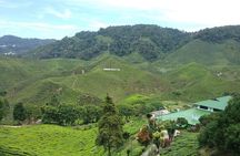  Cameron Highlands Sightseing Tour