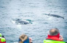 Whale and Puffin Watching around Skjálfandi Bay from Husavik