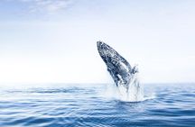 Whale Watching on board a Traditional Oak Boat from Árskógssandur