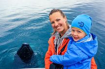 Whale Watching on board a Traditional Oak Boat from Árskógssandur