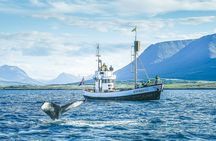Whale Watching on board a Traditional Oak Boat from Árskógssandur
