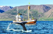 Whale Watching on board a Traditional Oak Boat from Árskógssandur