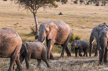 4-Day Best Maasai Mara & Lake Nakuru Safari (ECONOMY)