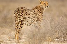 Full Day Hwange Safari