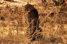 Full Day Hwange Safari