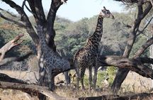 Full Day Hwange Safari