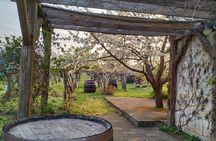 ETYEK wine trip - Just a stone’s throw away from Budapest