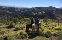 Exclusive Horse Experience with Pic-nic at Belvedere