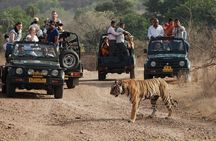 8 Days Private Golden Triangle Tour with Ranthambore Tiger Safari
