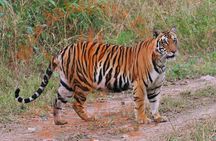 8 Days Private Golden Triangle Tour with Ranthambore Tiger Safari