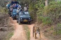 8 Days Private Golden Triangle Tour with Ranthambore Tiger Safari