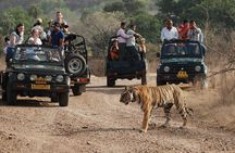 8 Days Golden Triangle with Ranthambore & Udaipur Tour 