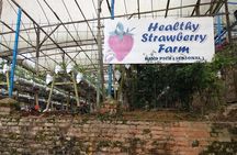Cameron Highlands Tour From Kuala Lumpur (Private Tour)