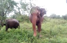 Glamour of Sri Lanka 8 Days
