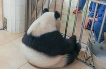 a better Panda Volunteer Experience at the Best panda base - WOLONG