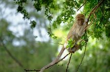 Half Day : Sok River + Monkey Temple + View Point