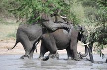 Amazing 2 days Tanzania Safari