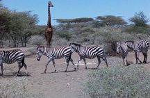 Amazing 2 days Tanzania Safari