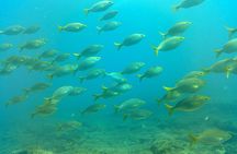 Discover Scuba diving in Gran Canaria with Hotel Pick-up