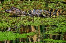 Kayak Swamp Tour with Transportation from New Orleans