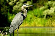 Kayak Swamp Tour with Transportation from New Orleans