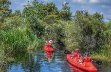 Kayak Swamp Tour with Transportation from New Orleans