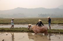 Luang Prabang: Kuang Si Waterfall & Rice Farm Tour