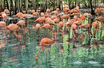 National Aviary & Mambo Beach Club Baru - Playa Blanca 